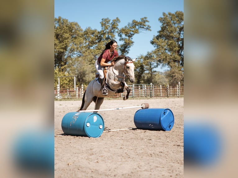 Mustang Caballo castrado 4 años 137 cm Buckskin/Bayo in North Judson