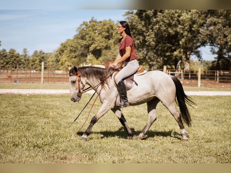 Mustang Caballo castrado 4 años 137 cm Buckskin/Bayo in North Judson