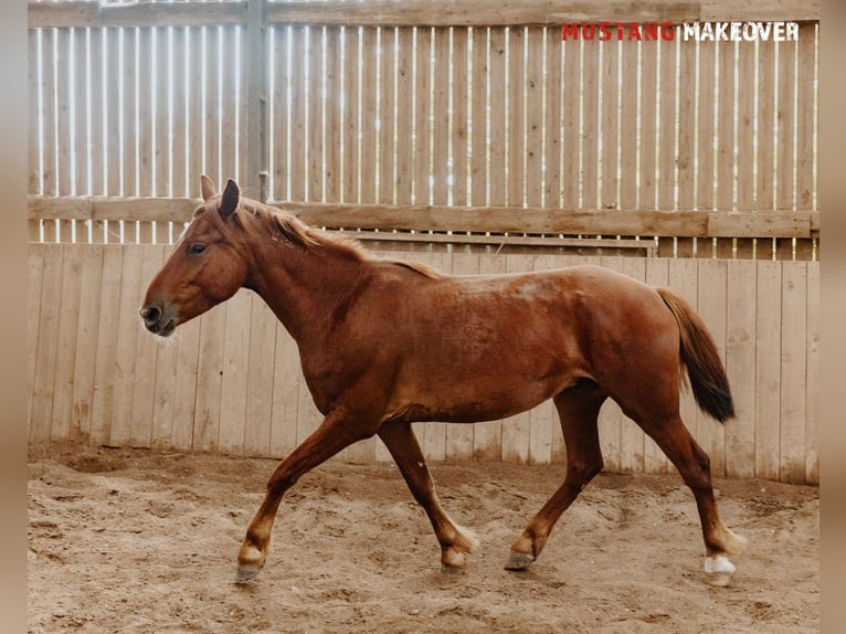 Mustang Caballo castrado 4 años 150 cm Alazán in B&#xF8;rkop