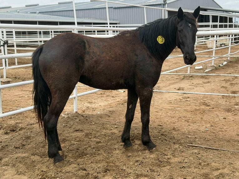Mustang Caballo castrado 4 años 150 cm Negro in 000