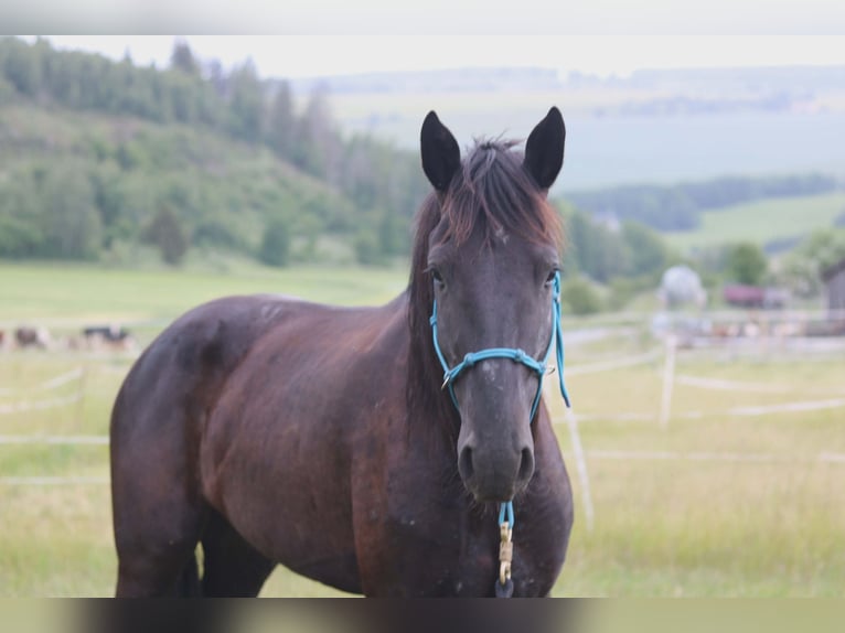 Mustang Caballo castrado 4 años 150 cm Negro in Issigau