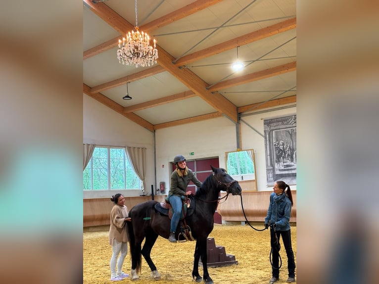 Mustang Caballo castrado 4 años 150 cm Negro in Welver
