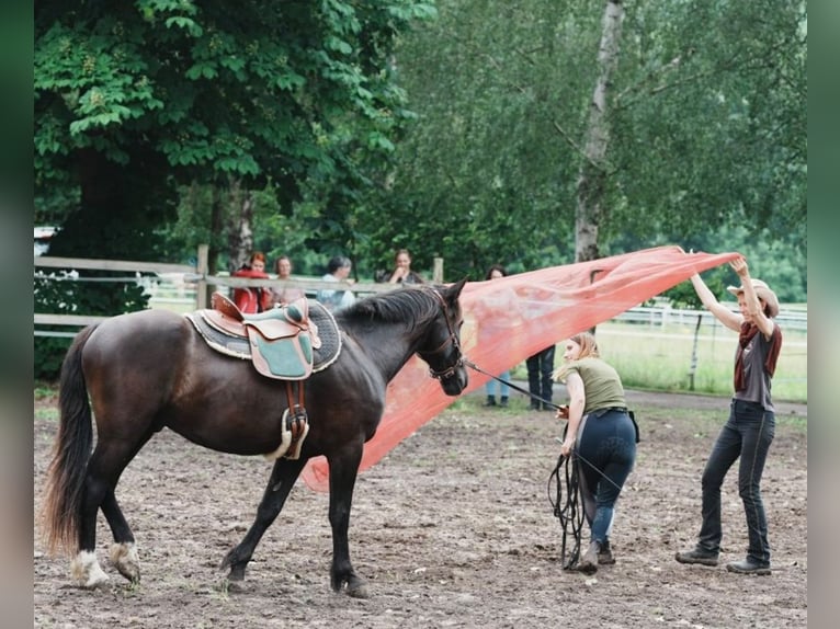 Mustang Caballo castrado 4 años 150 cm Negro in Welver