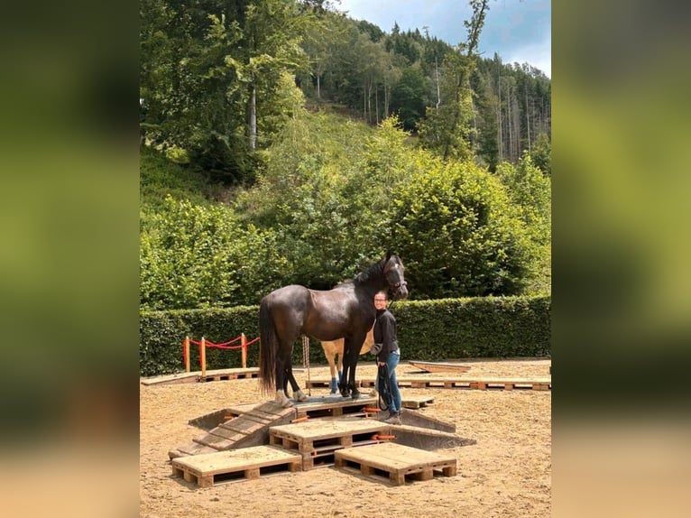 Mustang Caballo castrado 4 años 150 cm Negro in Welver