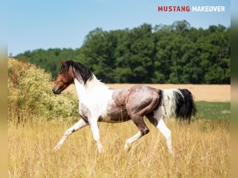 Mustang Caballo castrado 4 años 150 cm Pío in Wasserlosen