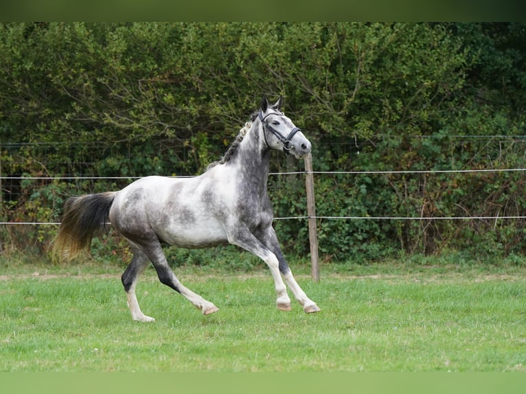 Mustang Caballo castrado 5 años 150 cm Pío in Heinzenbach
