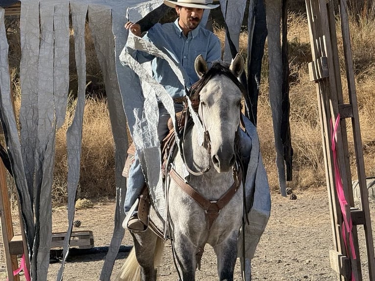 Mustang Caballo castrado 5 años 163 cm Tordo rodado in King City CA