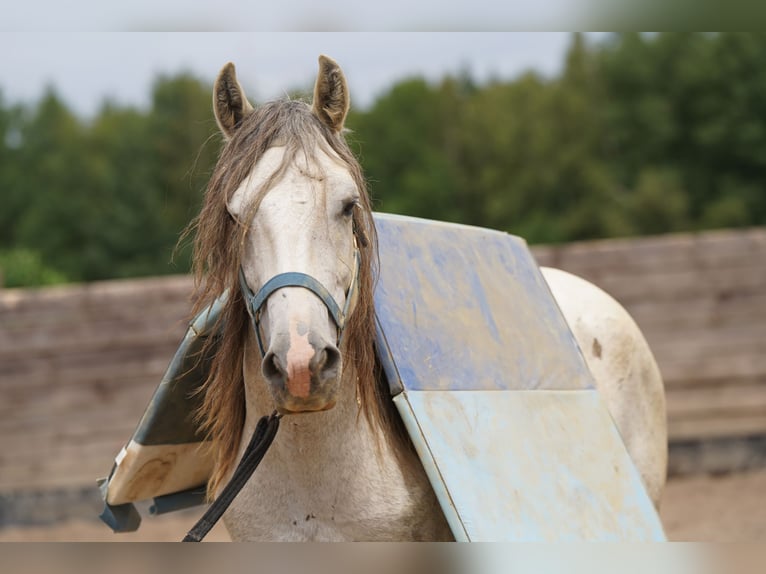 Mustang Caballo castrado 6 años 144 cm Tordo in Heinzenbach
