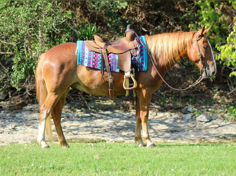 Mustang Caballo castrado 6 años 145 cm Alazán rojizo in Stephenville TX
