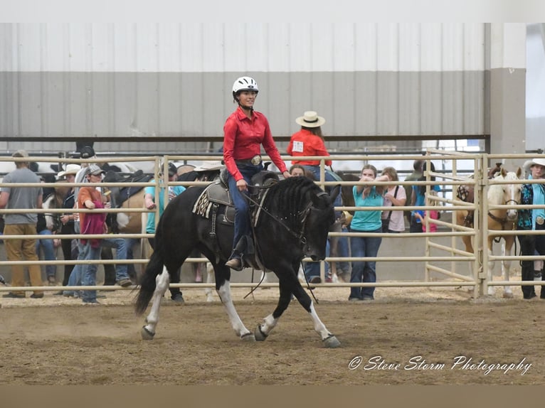 Mustang Caballo castrado 6 años 147 cm Negro in Weatherford, TX