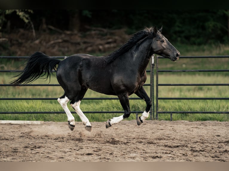 Mustang Caballo castrado 6 años 147 cm Negro in Weatherford, TX