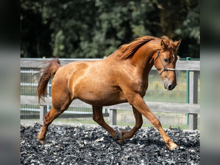 Mustang Caballo castrado 6 años 148 cm Alazán in Wedemark