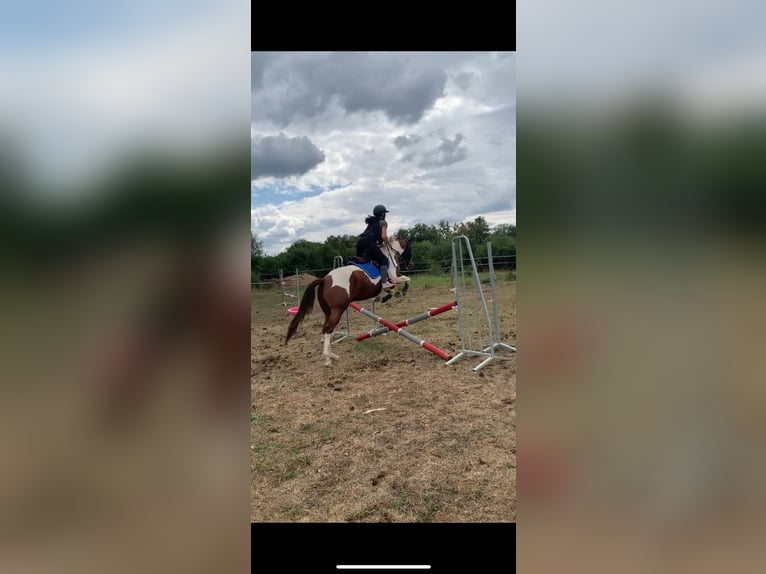 Mustang Caballo castrado 6 años 149 cm in Cortevaix