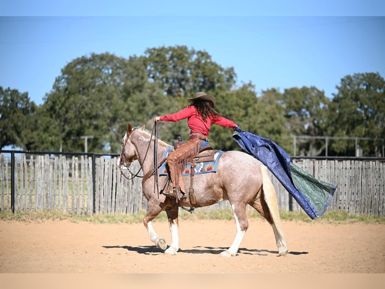 Mustang Caballo castrado 6 años 150 cm Ruano alazán in Georgetown