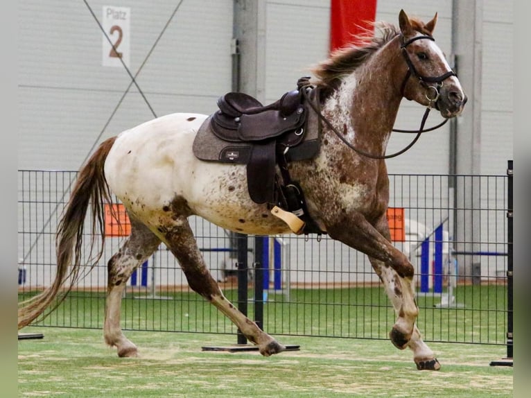 Mustang Caballo castrado 6 años 158 cm Atigrado/Moteado in Herzberg am Harz