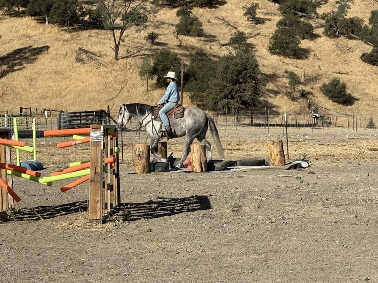 Mustang Caballo castrado 6 años 163 cm Tordo rodado in King City CA