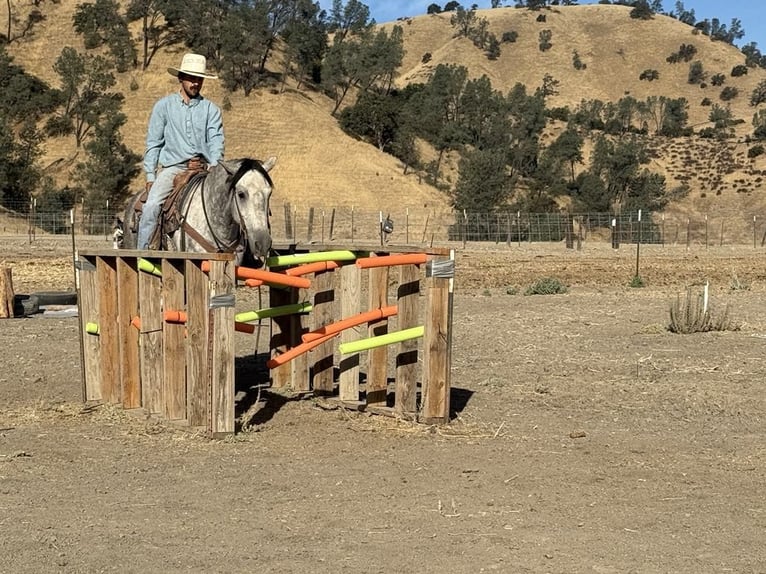 Mustang Caballo castrado 6 años 163 cm Tordo rodado in King City CA