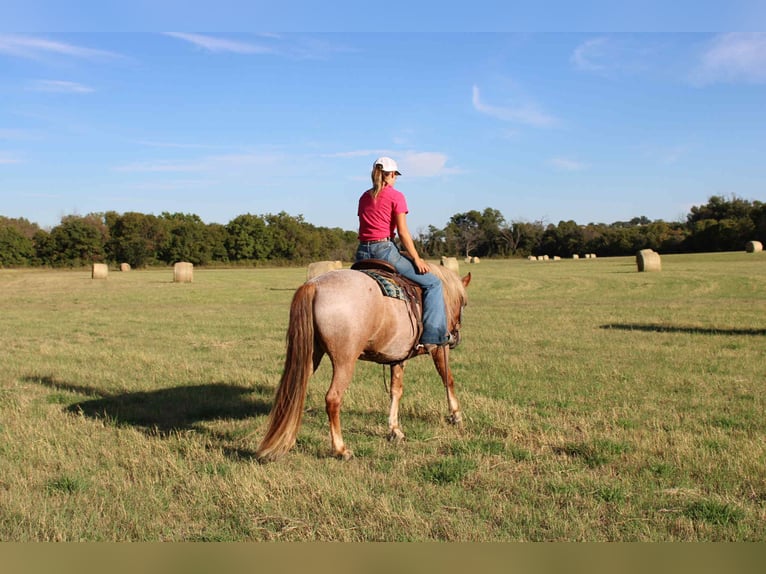Mustang Caballo castrado 7 años 137 cm Ruano alazán in Stephenville TX