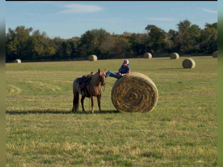 Mustang Caballo castrado 7 años 137 cm Ruano alazán in Stephenville TX