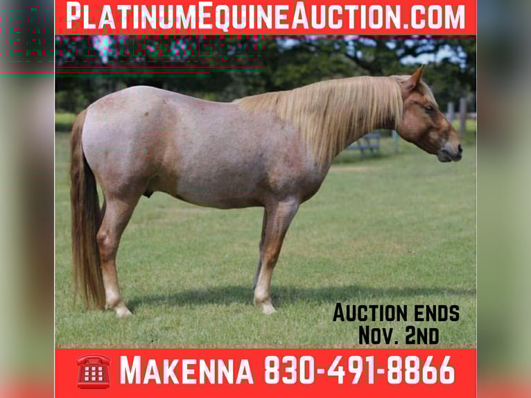 Mustang Caballo castrado 7 años 137 cm Ruano alazán in Stephenville TX
