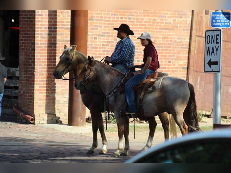 Mustang Caballo castrado 7 años 137 cm Ruano alazán in Stephenville TX