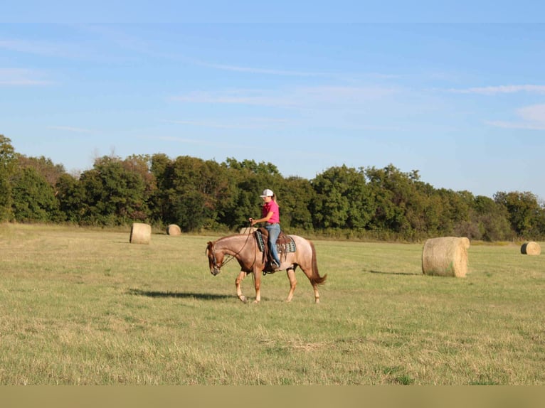 Mustang Caballo castrado 7 años 137 cm Ruano alazán in Stephenville TX