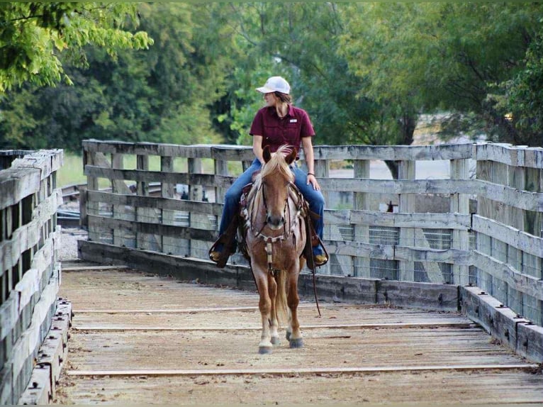 Mustang Caballo castrado 7 años 137 cm Ruano alazán in Stephenville TX