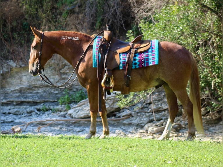 Mustang Caballo castrado 7 años 145 cm Alazán rojizo in Stephenville TX