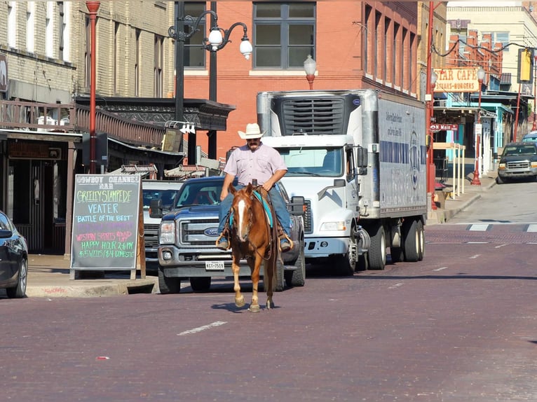 Mustang Caballo castrado 7 años 145 cm Alazán rojizo in Stephenville TX