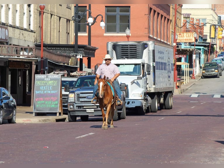 Mustang Caballo castrado 7 años 145 cm Alazán rojizo in Stephenville TX