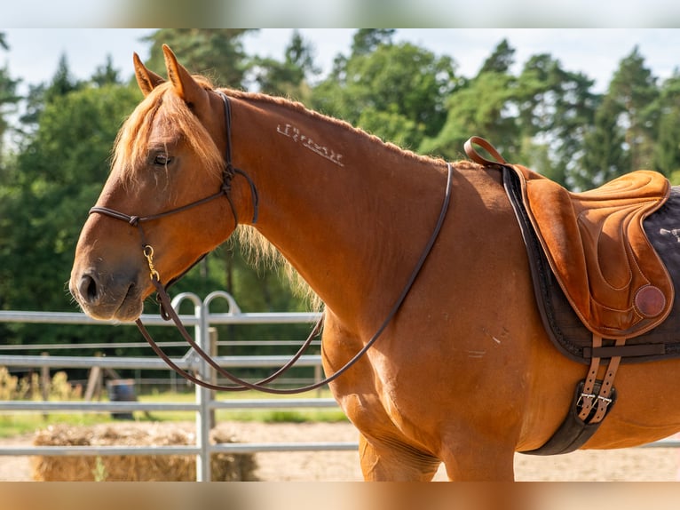 Mustang Caballo castrado 7 años 147 cm Alazán in Neu Drefahl