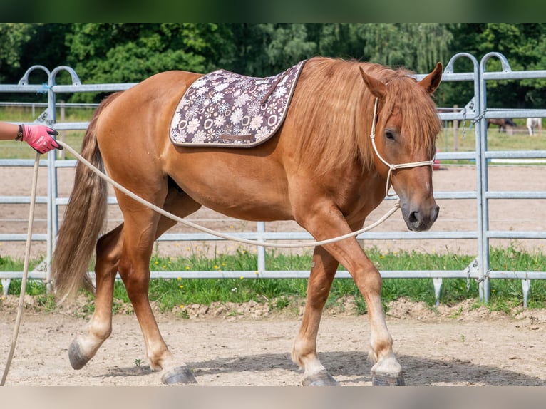 Mustang Caballo castrado 7 años 147 cm Alazán in Neu Drefahl