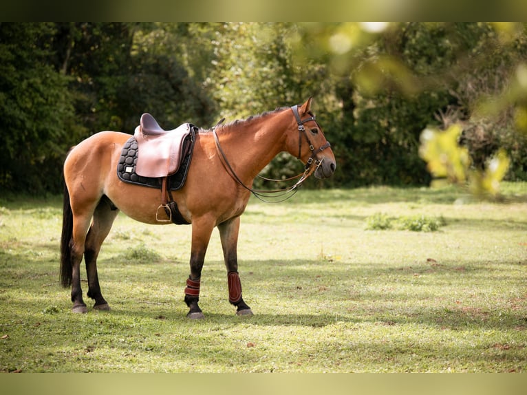 Mustang Caballo castrado 7 años 147 cm Castaño in Lauchringen