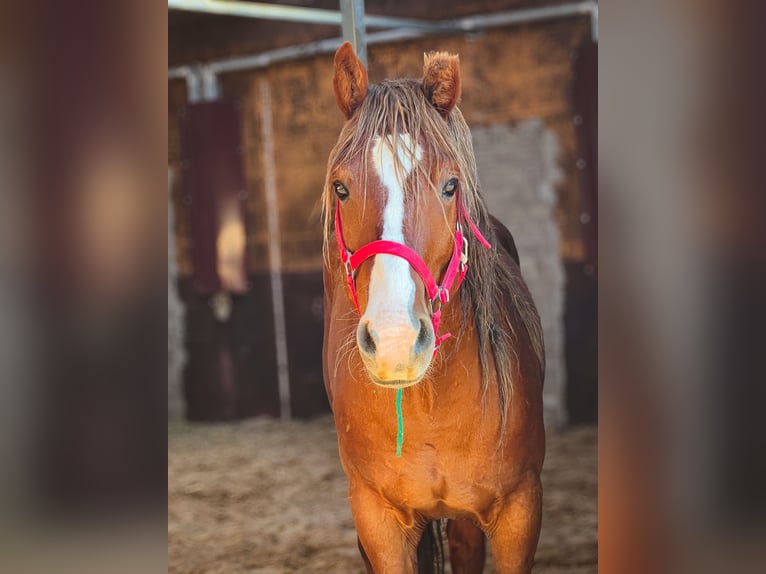 Mustang Caballo castrado 7 años 150 cm Alazán in Ibbenbüren