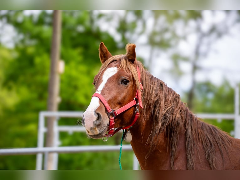 Mustang Caballo castrado 7 años 150 cm Alazán in Ibbenbüren