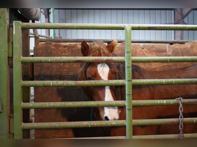 Mustang Caballo castrado 7 años 150 cm Alazán in Ibbenbüren