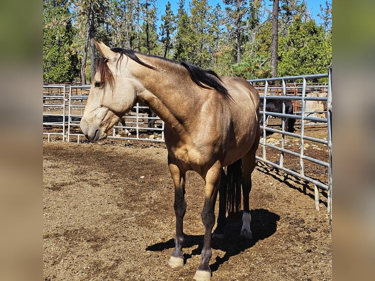 Mustang Caballo castrado 7 años 150 cm Buckskin/Bayo in 00