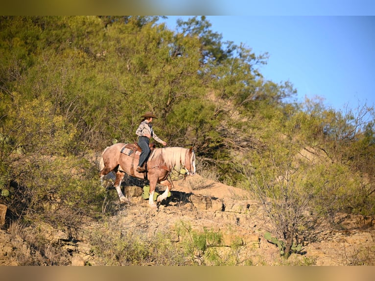 Mustang Caballo castrado 7 años 150 cm Ruano alazán in Georgetown