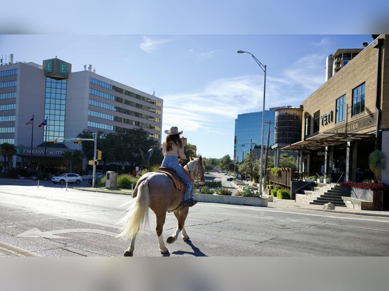 Mustang Caballo castrado 7 años 150 cm Ruano alazán in Georgetown