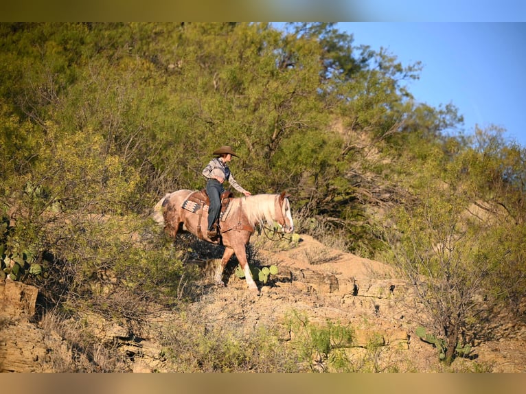 Mustang Caballo castrado 7 años 150 cm Ruano alazán in Georgetown