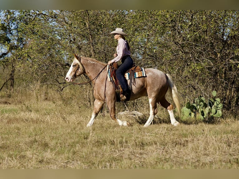 Mustang Caballo castrado 7 años 150 cm Ruano alazán in Georgetown