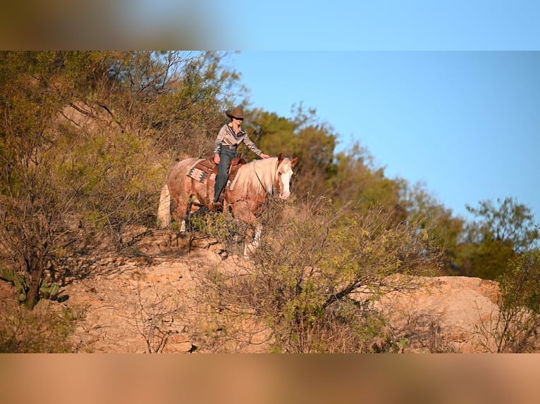 Mustang Caballo castrado 7 años 150 cm Ruano alazán in Georgetown
