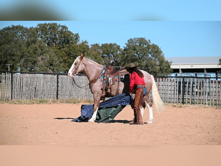 Mustang Caballo castrado 7 años 150 cm Ruano alazán in Georgetown