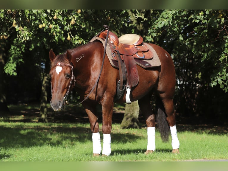 Mustang Caballo castrado 8 años 146 cm Alazán-tostado in Oberlangen