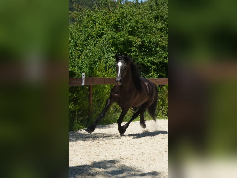 Mustang Caballo castrado 8 años 148 cm Negro in Rot an der Rot