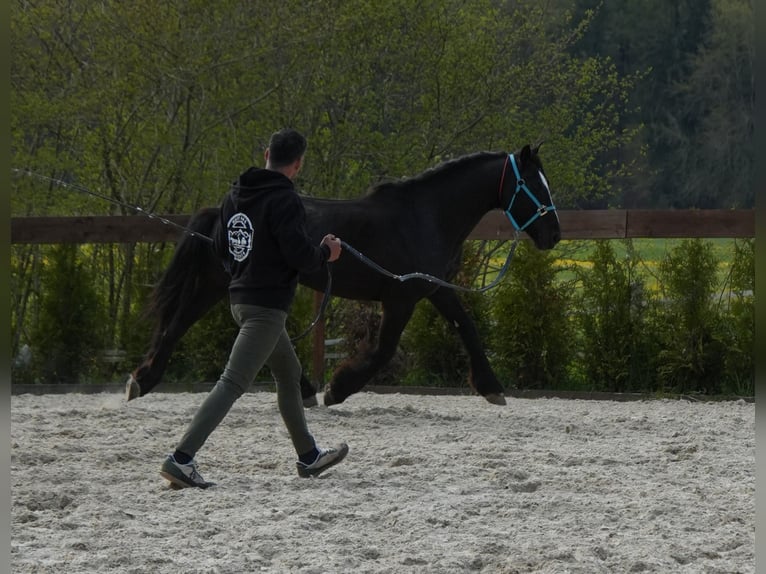 Mustang Caballo castrado 8 años 154 cm Negro in Rot an der Rot