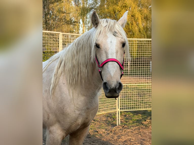 Mustang Caballo castrado 9 años 150 cm Palomino in Aartselaar