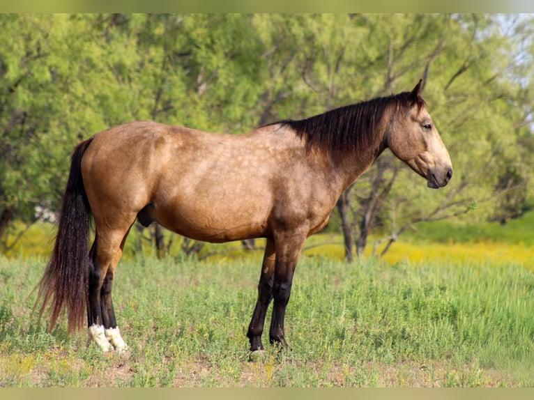 Mustang Caballo castrado 9 años 152 cm Buckskin/Bayo in Stephenville TX