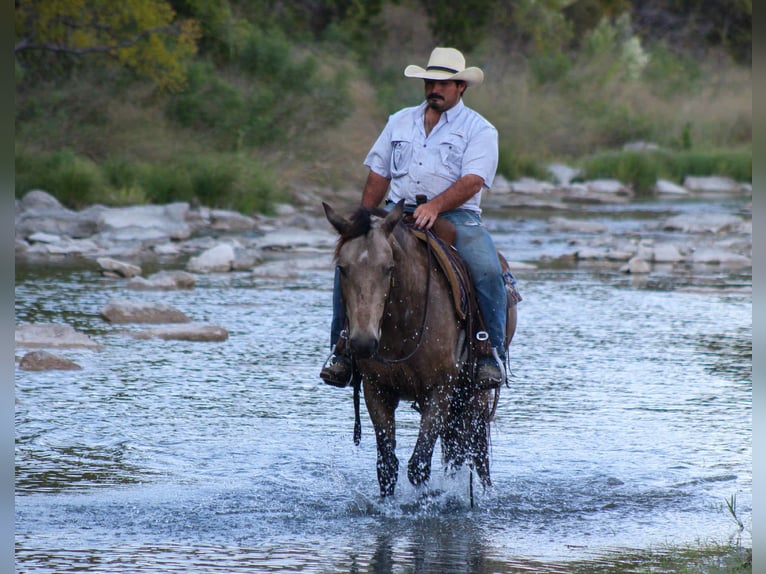 Mustang Caballo castrado 9 años 152 cm Buckskin/Bayo in Stephenville TX