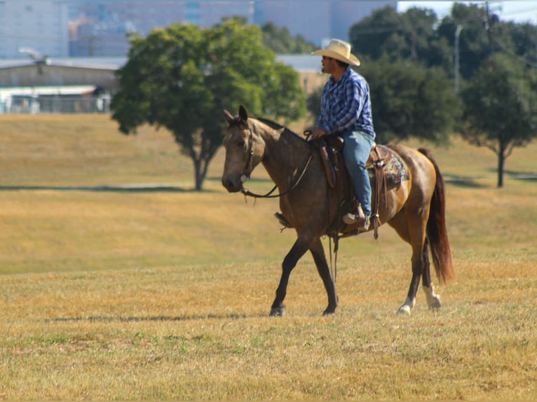 Mustang Caballo castrado 9 años 152 cm Buckskin/Bayo in Stephenville TX